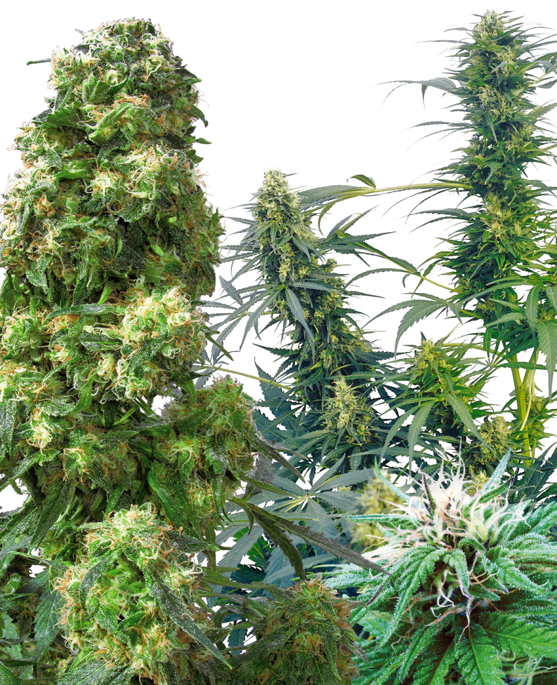 Sensi Seeds Cannabis Zaden Outdoor Mix® Regular, 25 stuks