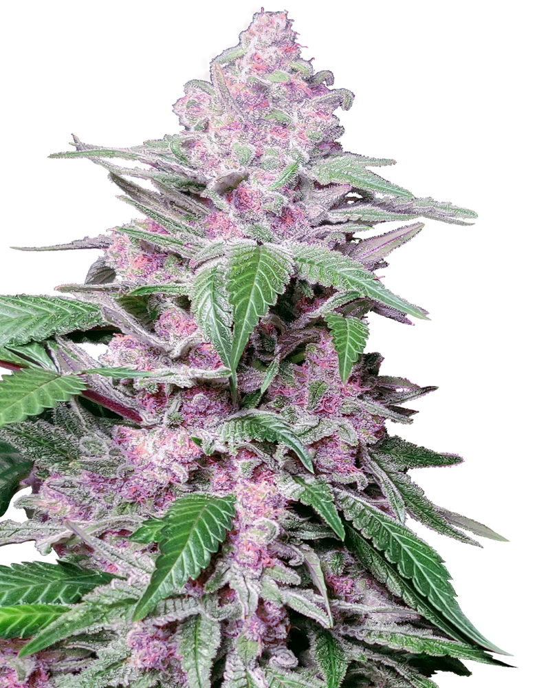 Sensi Seeds Feminizované semená kanabisu Purple Cookie Kush, 3-10 ks 3 ks