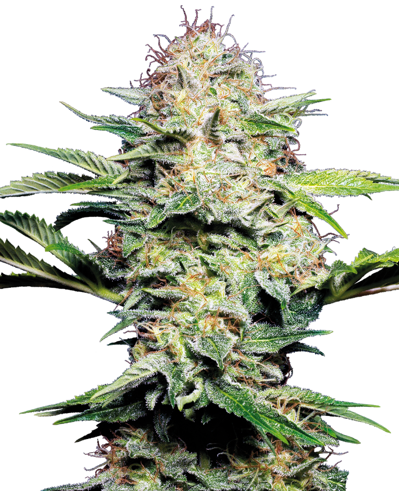 Sensi Seeds Cannabis Seeds Sensi Skunk Automatic® Feminized, 3-10 ks 5 ks