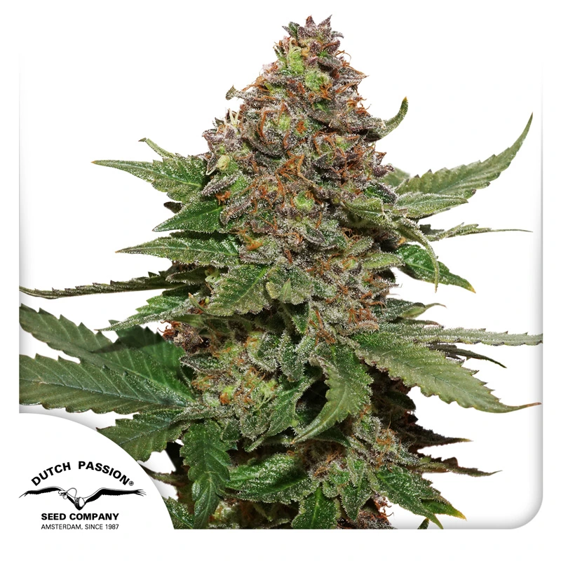 Dutch Passion Cannabiszaden Strawberry Cough® Gefeminiseerd
