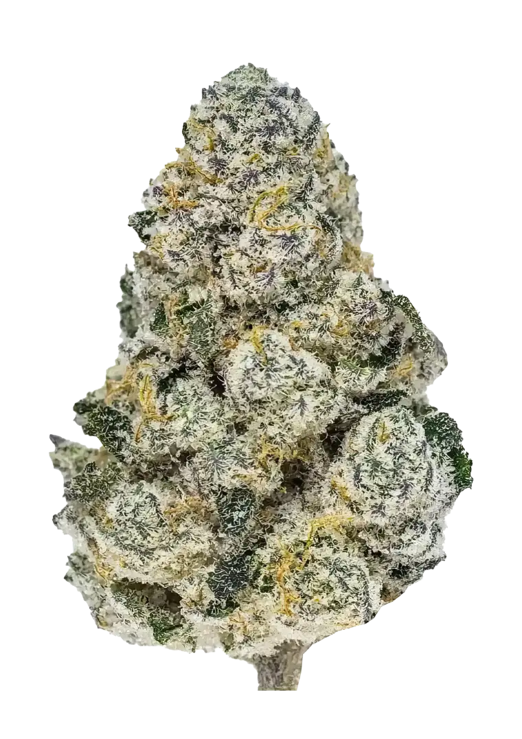 Fast Buds Semienka kanabisu Lemonpaya Feminizované 3 ks