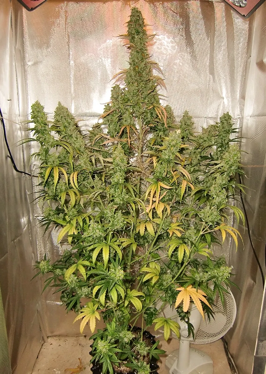 Dutch Passion Cannabiszaden Auto Xtreme® Autoflowering