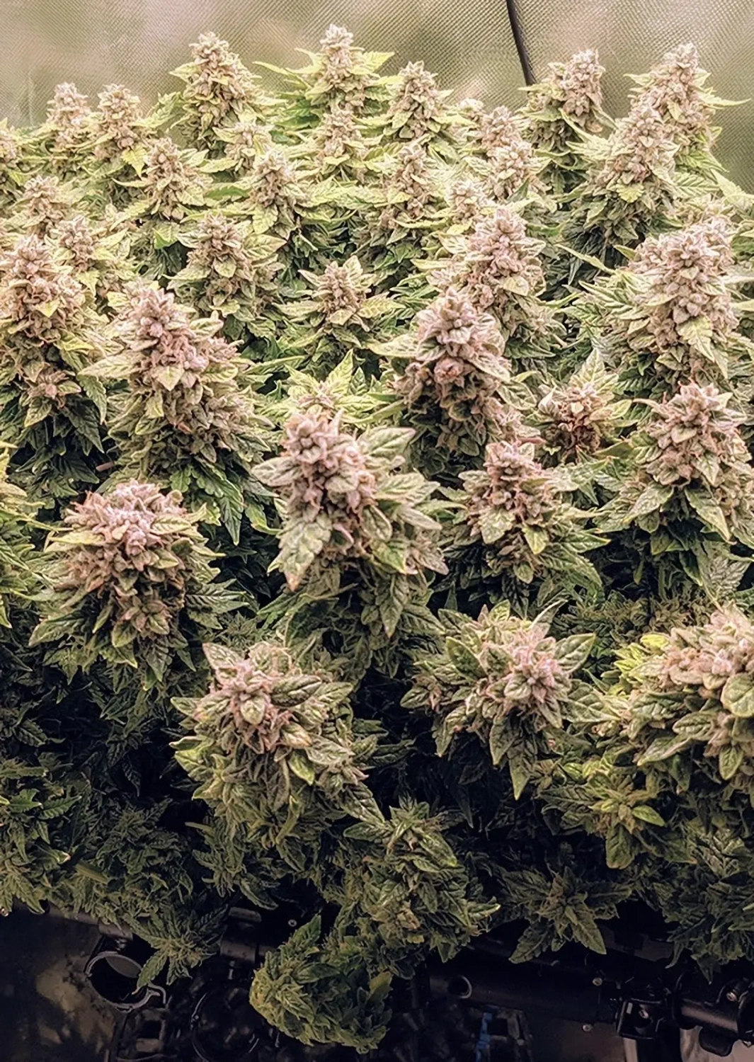 Dutch Passion Cannabiszaden Auto Euforia® Autoflowering