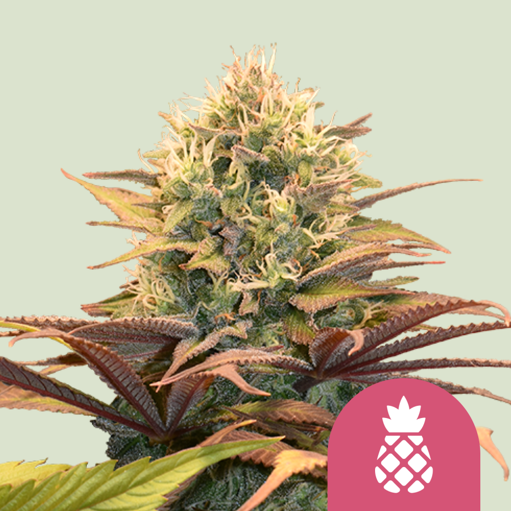 Royal Queen Seeds Cannabis Seeds Pineapple Kush Feminized 1 ks