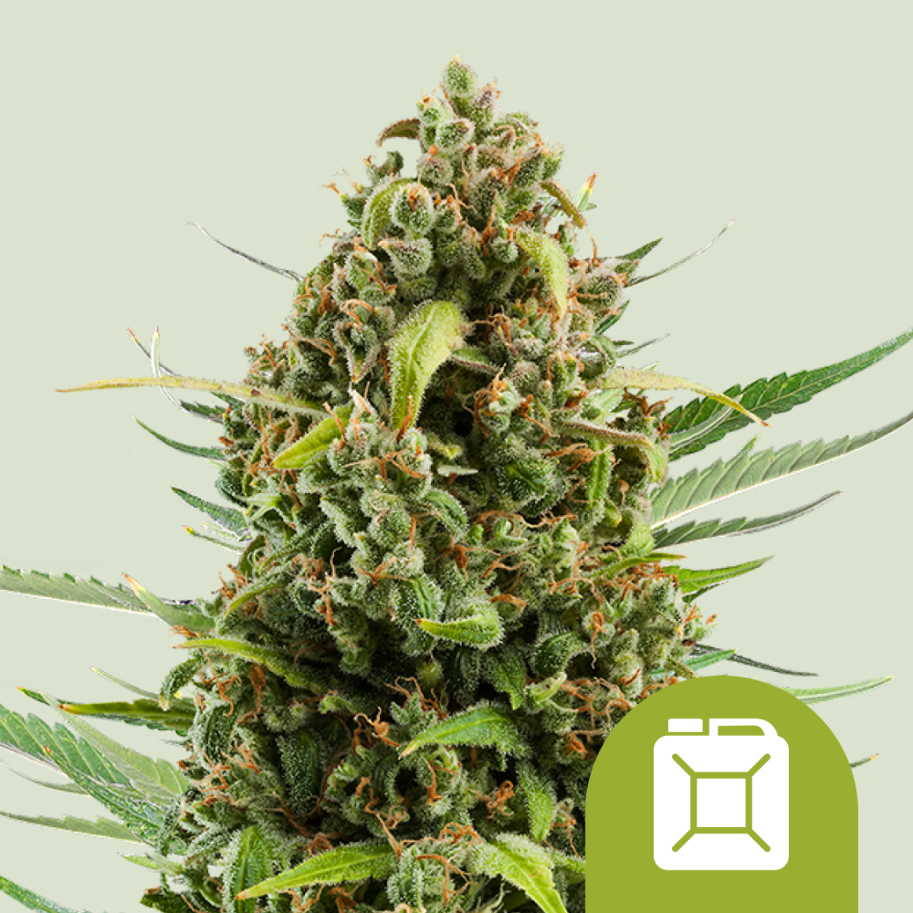 Royal Queen Seeds Cannabis Seeds Diesel Auto 1 ks