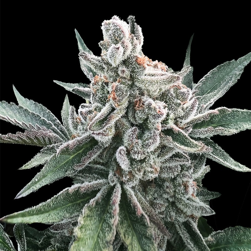 Silent Seeds Cannabis Seeds Polar Gelato Auto od Sherbinskis 3 ks