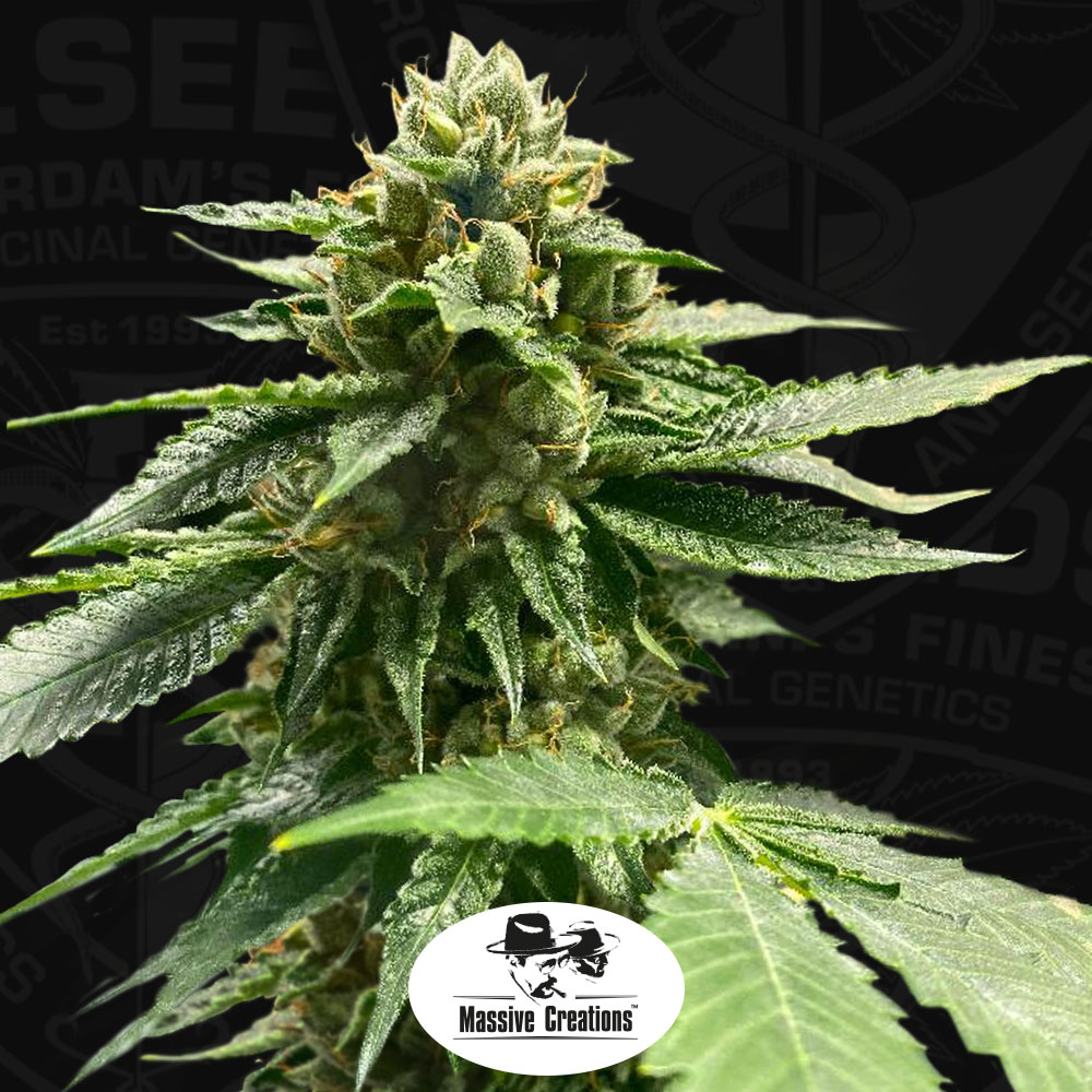 T.H.Seeds™ Semená kanabisu Melon Vader, 5+1 balenie, feminizované