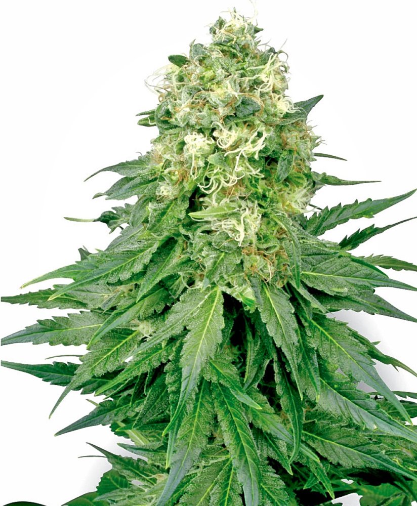 Sensi Seeds Cannabis Seeds White Widow Regular od White Label, 10 ks