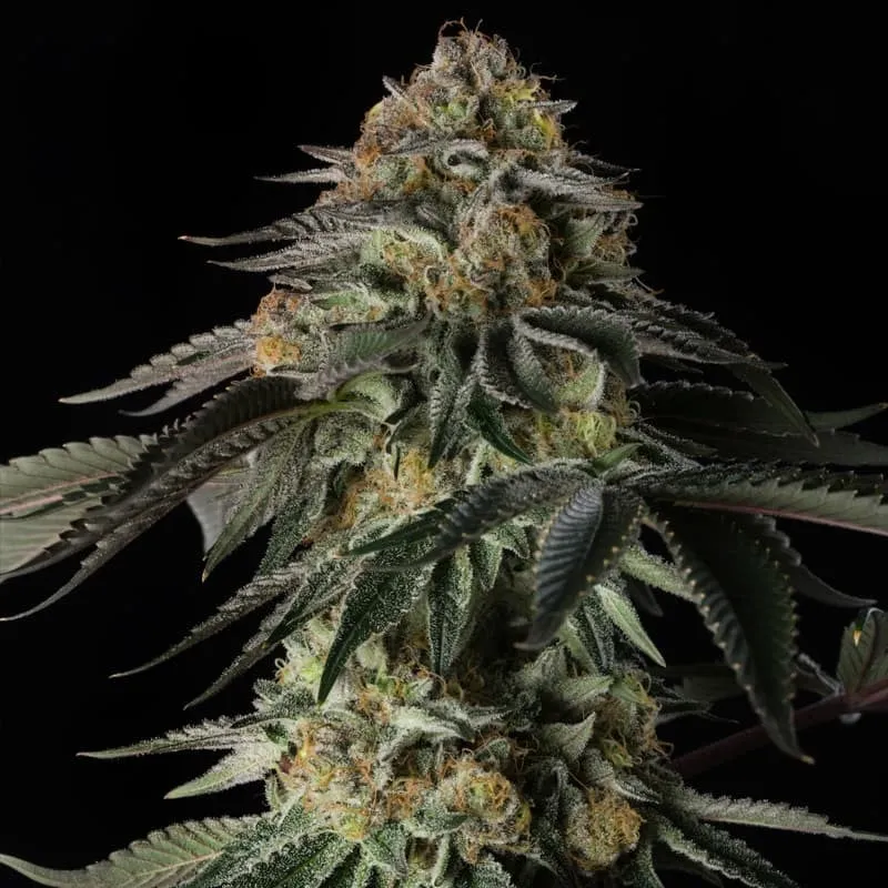Silent Seeds Feminizované semená kanabisu Rainbow Gas 3 ks