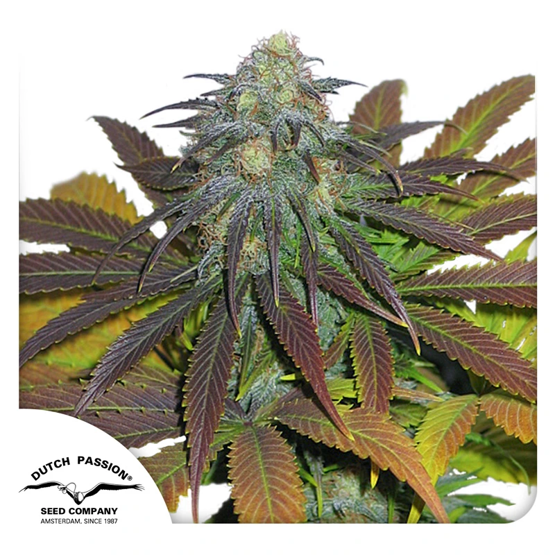 Dutch Passion Cannabiszaden Californian Orange® Gefeminiseerd