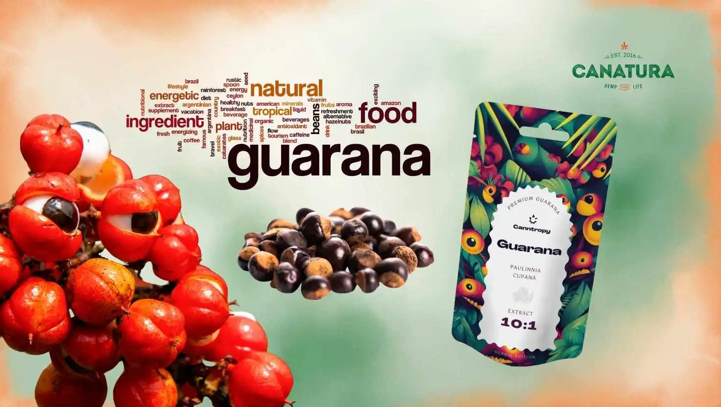 Image of guarana fruits, dried seeds and guarana extract from Canntropy
