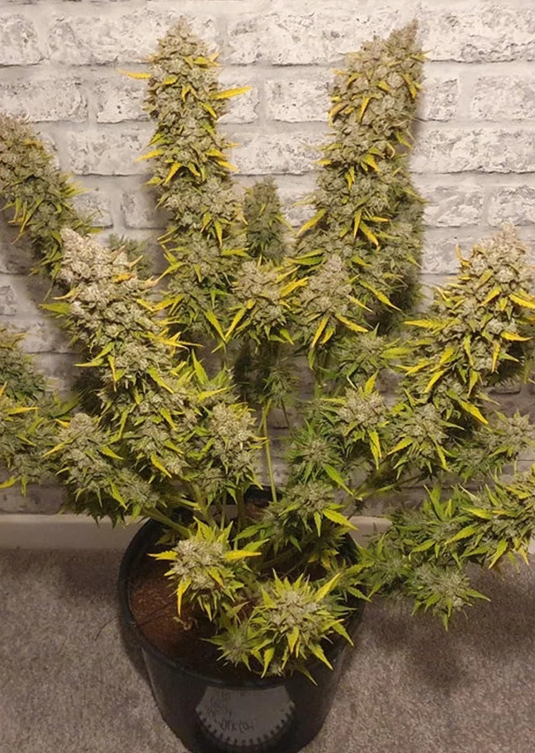 Dutch Passion Cannabis Seeds Auto White Widow® Autoflowering 3 ks