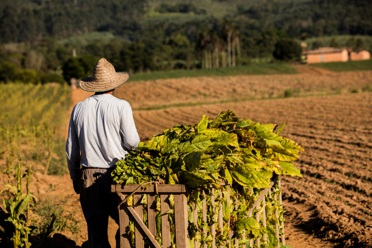 farmer and tobacco leaves