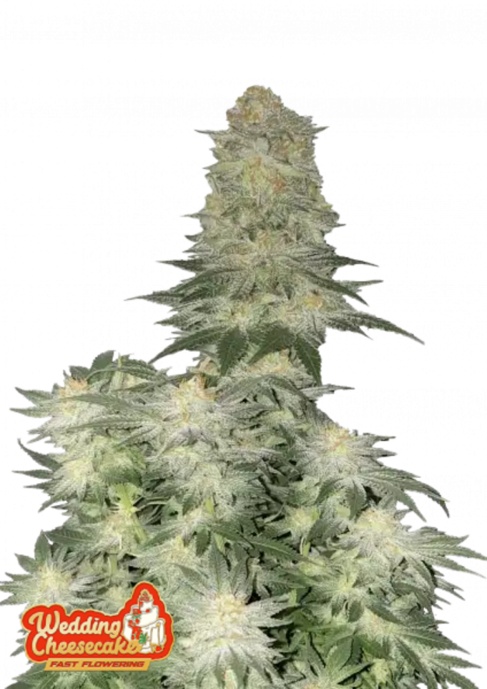 Fast Buds Cannabis Seeds Wedding Cheesecake FF 1 ks