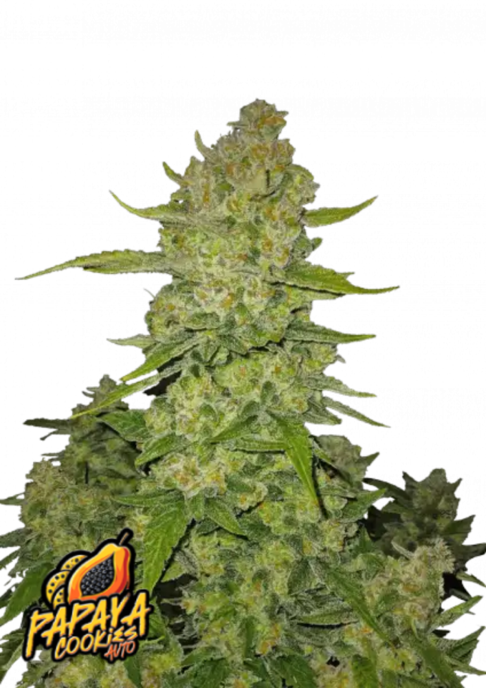 Fast Buds Cannabis Seeds Papaya Cookies Auto 1 ks