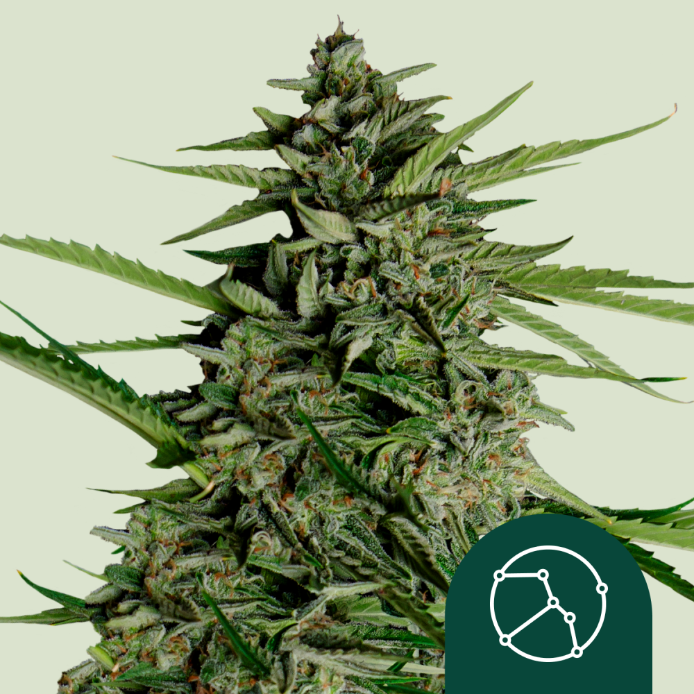 Royal Queen Seeds Cannabis Seeds Orion F1 Auto 3 ks