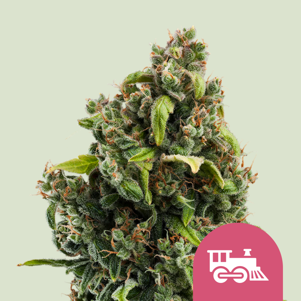 Royal Queen Seeds Cannabis Seeds Candy Kush Express - Fast Feminized 5 ks