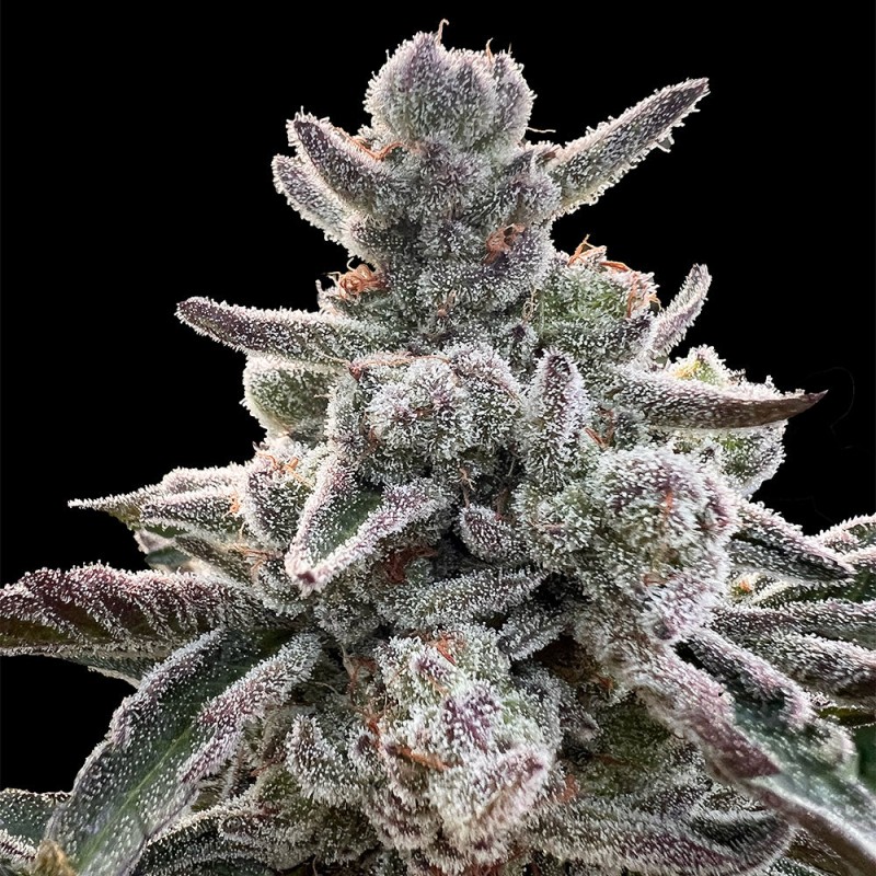 Silent Seeds Semená kanabisu Polar Gelato od Sherbinskis Feminized 3 ks