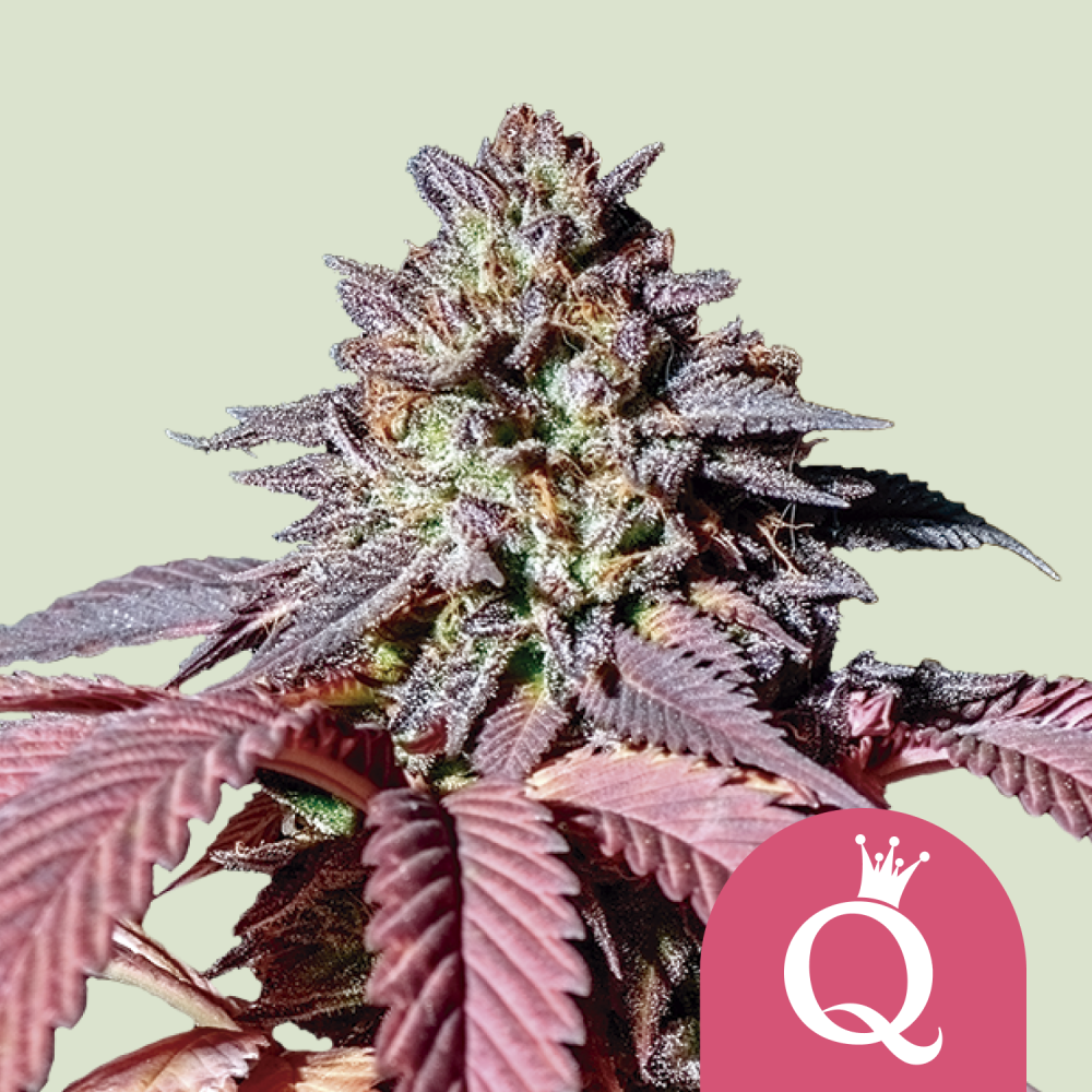 Royal Queen Seeds Cannabis Seeds Purple Queen Feminized 10 ks