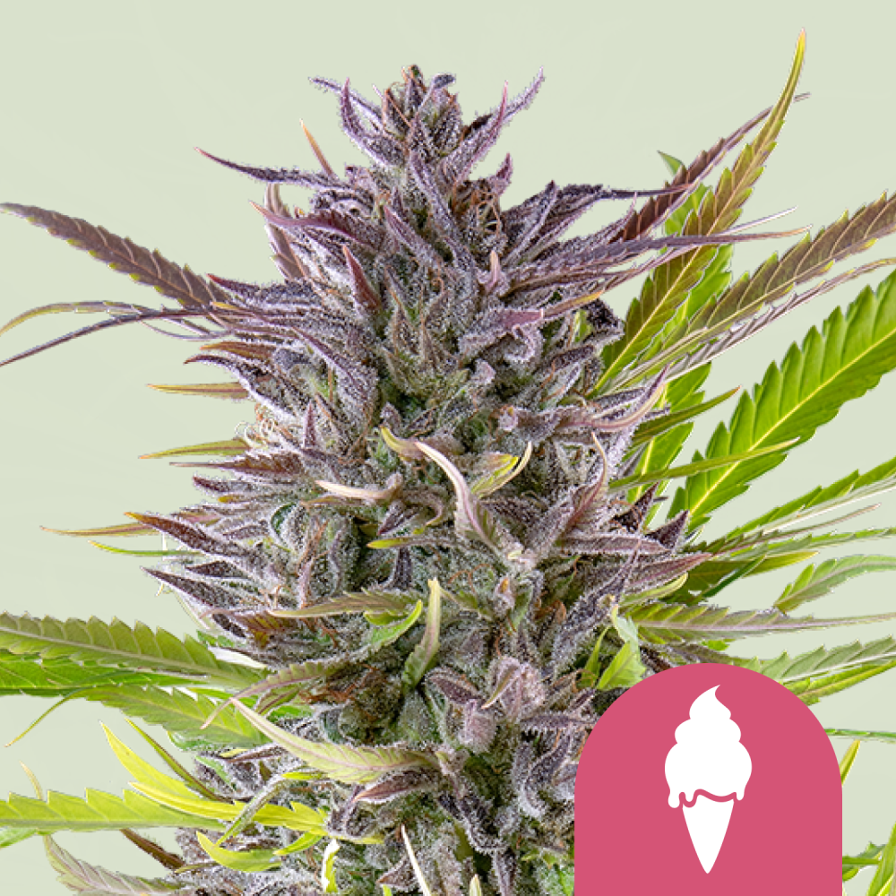 Royal Queen Seeds Cannabis Seeds Green Gelato Feminized 1 ks