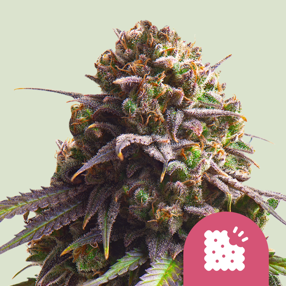 Royal Queen Seeds Cannabis Seeds Biscotti Feminized 3 ks