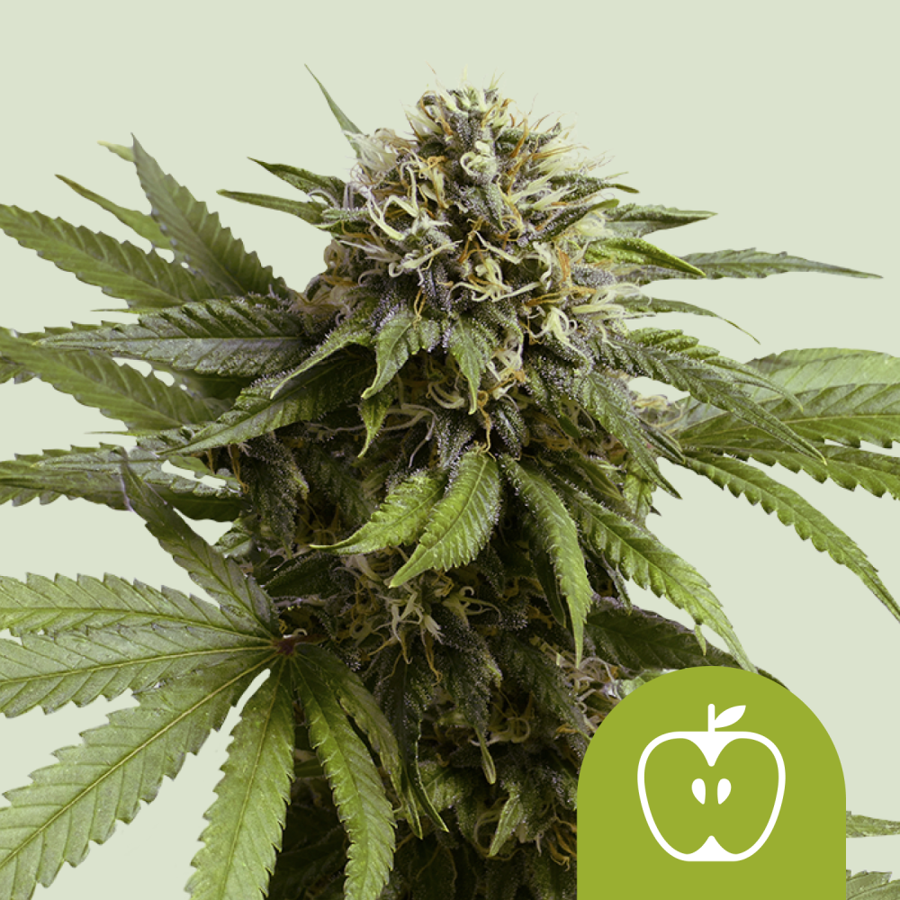 Royal Queen Seeds Semená konope Apple Fritter Auto 3 ks