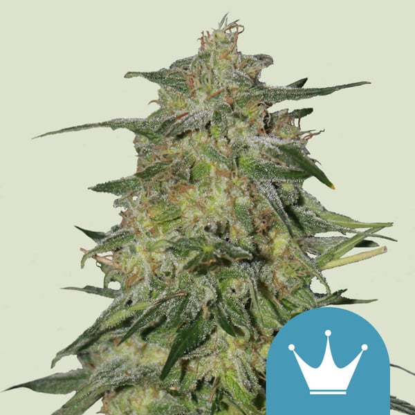 Royal Queen Seeds Cannabis Seeds Royal Highness Feminized (High CBD) 10 ks