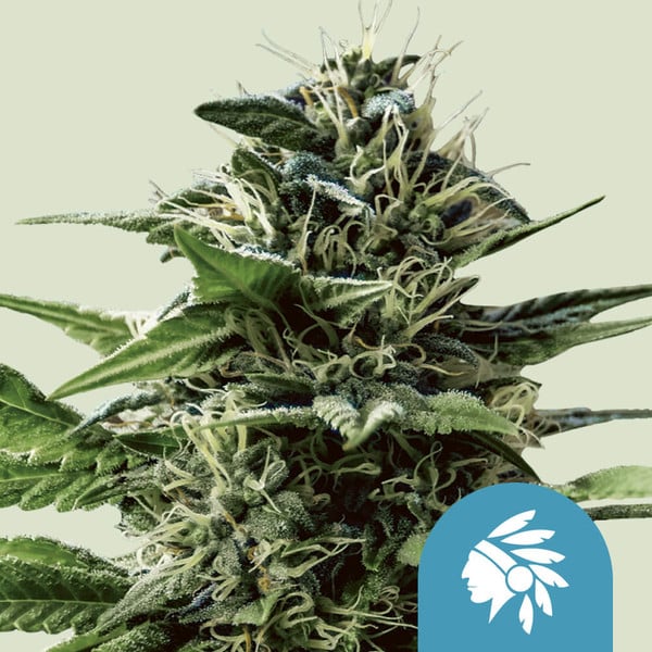 Royal Queen Seeds Cannabis Seeds Tatanka Pure Feminizované (High CBD) 10 ks