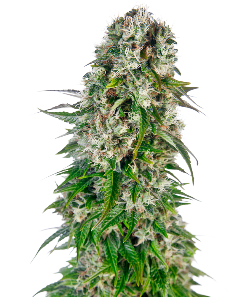 Sensi Seeds Cannabis Seeds Big Bud Automatic® Feminized, 3-10 ks 3 ks