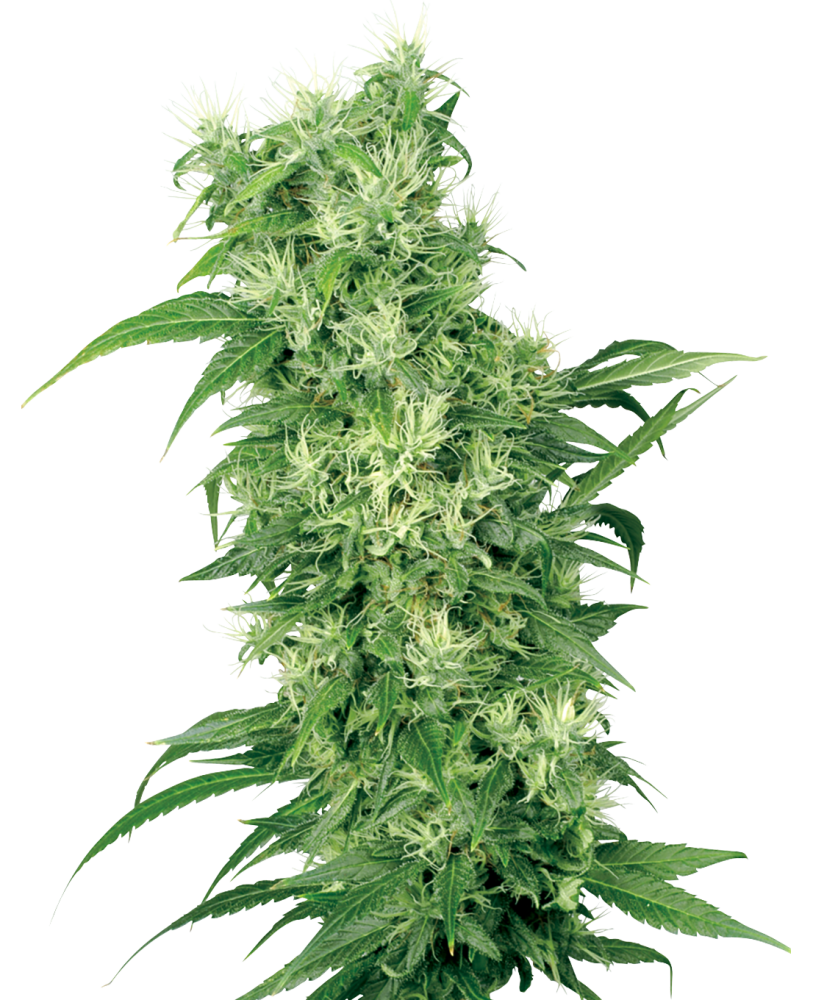 Sensi Seeds Feminizovaná zmes kanabisových semienok pre ženy od White Label, 5-10 ks 5 ks