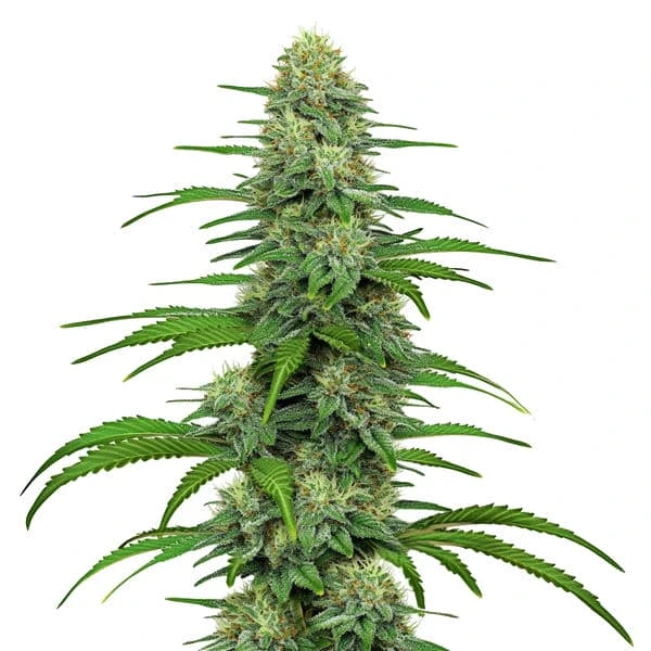 Blimburn Seeds Feminizované semená kanabisu Gorilla G4 6 ks