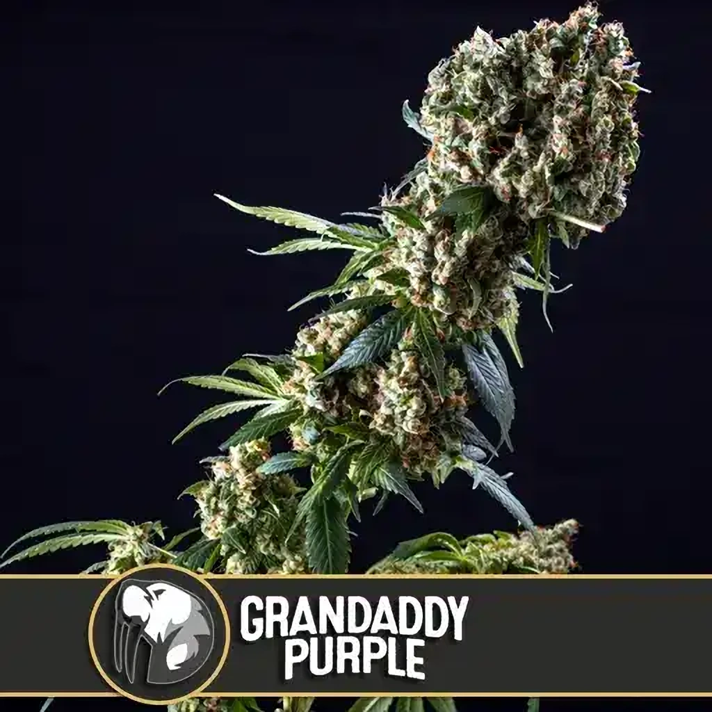 Blimburn Seeds Feminizované semená kanabisu Grandaddy Purple 6 ks