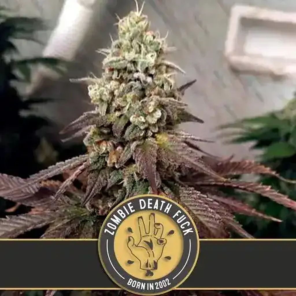 Blimburn Seeds Cannabis Seeds Zombie Death Fuck Feminized 6 ks