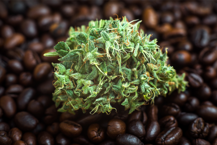 https://www.canatura.com/images/shutterstock_698946127_web.png