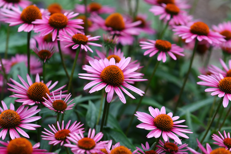 Echinacea purpurea