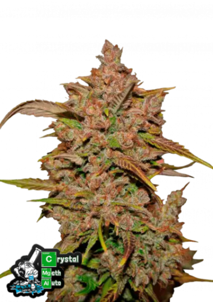Fast Buds Cannabis Seeds Crystal Meth Auto 1 ks