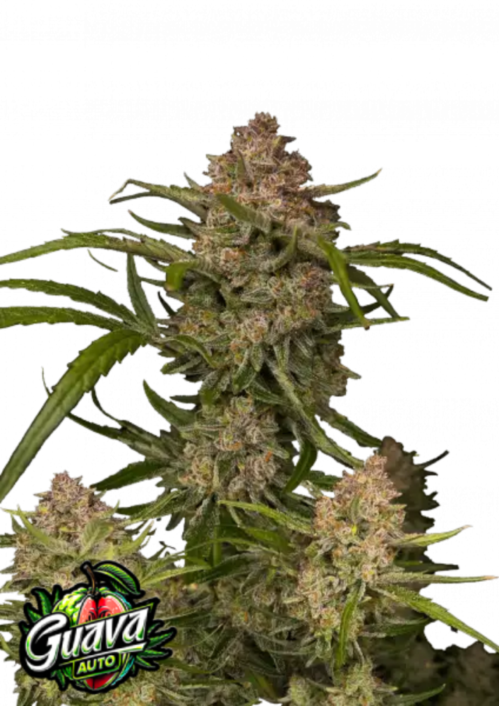 Fast Buds Cannabis Seeds Guava Auto 3 ks
