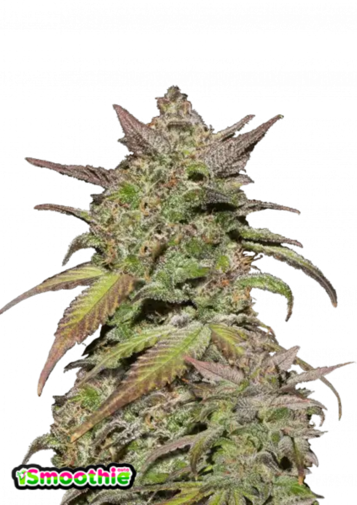Fast Buds Cannabis Seeds Smoothie Auto 1 ks