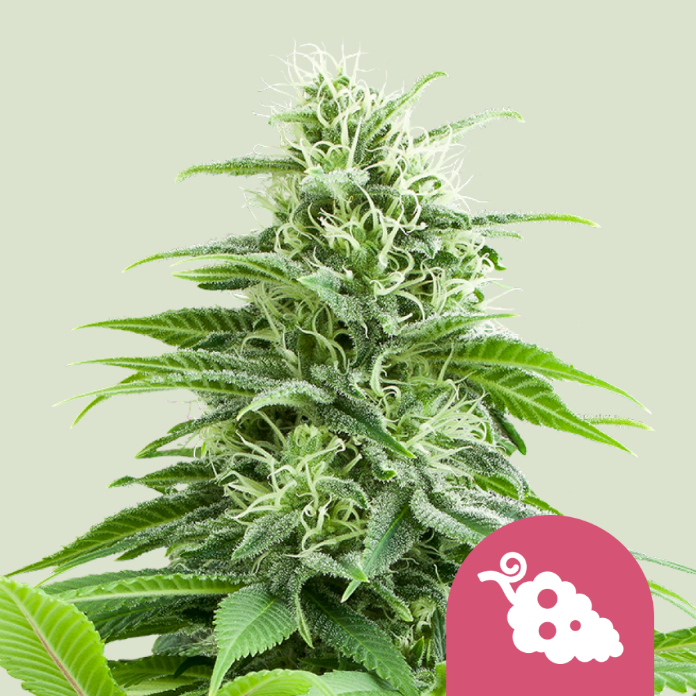 Royal Queen Seeds Cannabis Seeds Fruit Spirit Feminized 1 ks