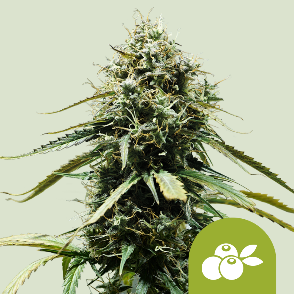 Royal Queen Seeds Cannabis Seeds Haze Berry Auto 1 ks
