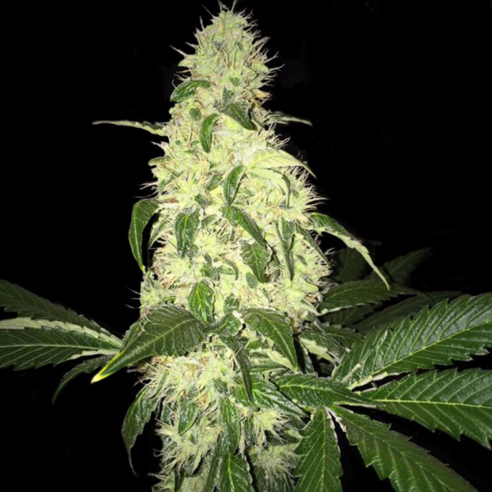 T.H.Seeds™ Semená kanabisu Afghaniberry, 5+1 balenie obmedzené kvapky, bežné