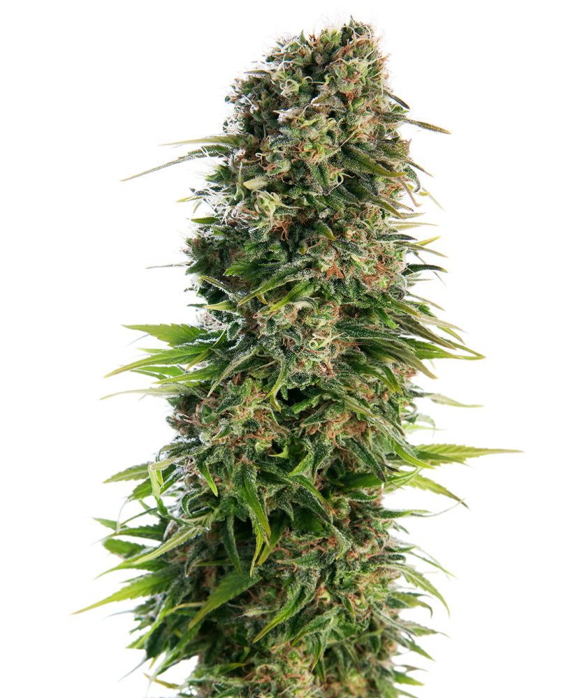 Sensi Seeds Semená kanabisu Hindu Kush Automatic® feminizované, 3-10 ks 3 ks