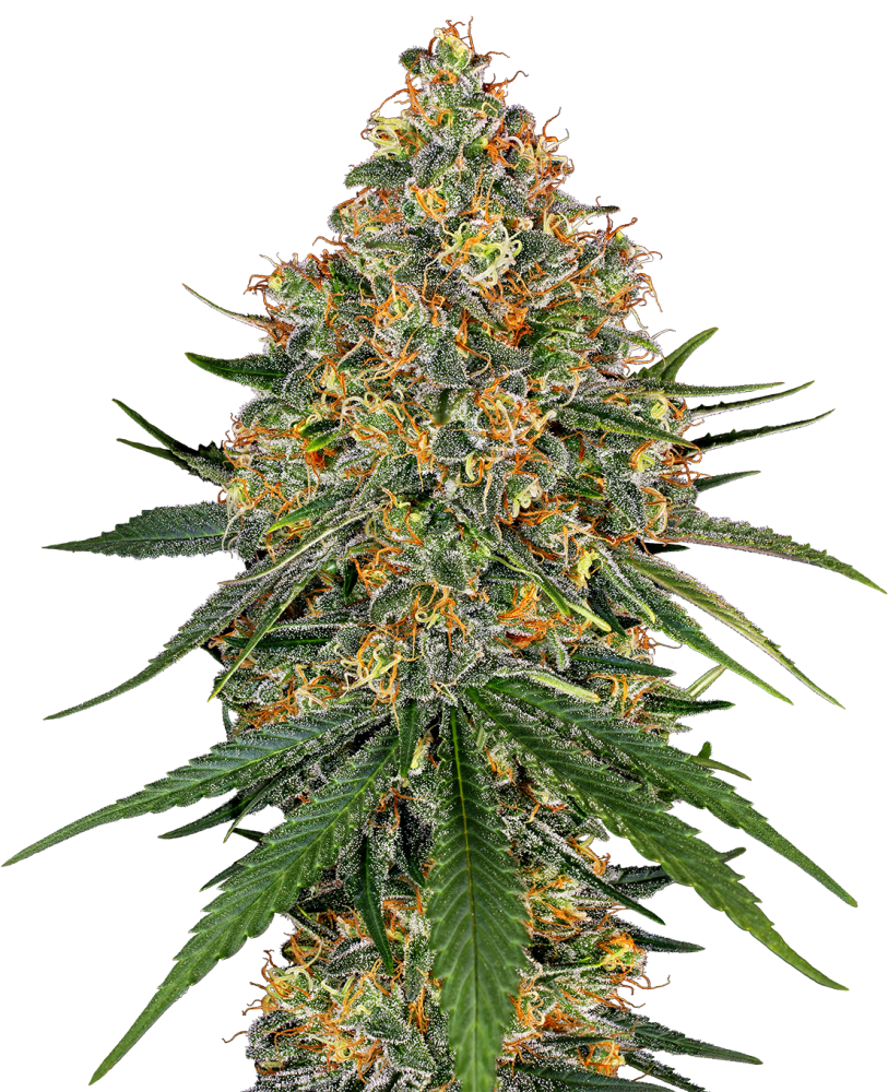 Sensi Seeds Cannabis Seeds White Cheese Feminized by White Label, 3-10 ks 10 ks