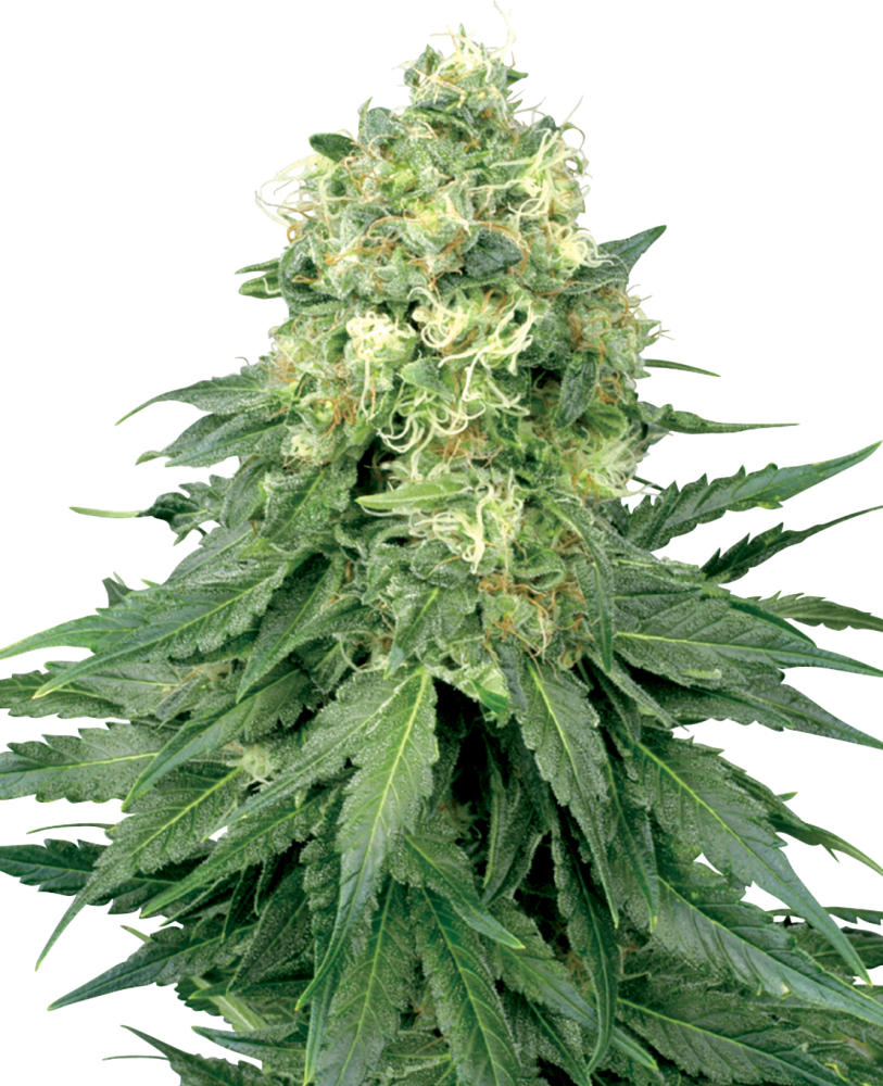 Sensi Seeds Cannabis Seeds White Widow Feminized by White Label, 3-10 ks 10 ks