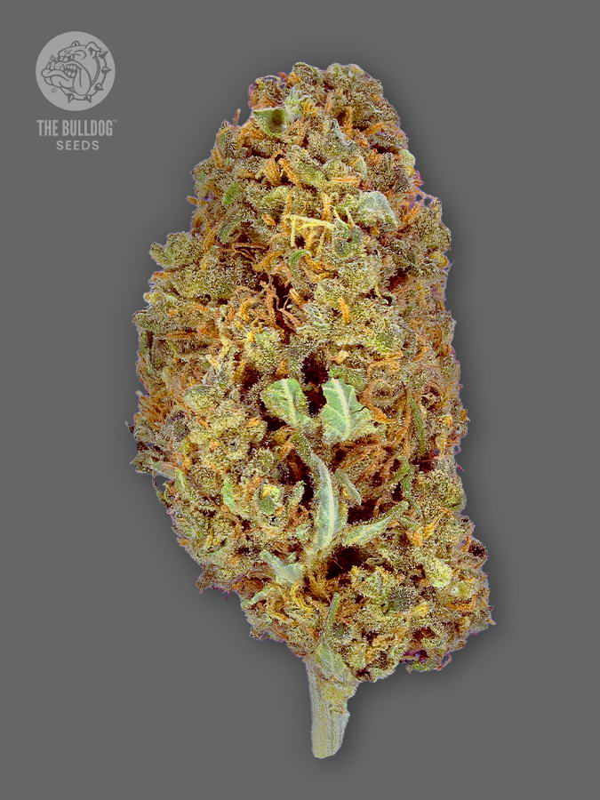The Bulldog Seeds TB Amnesia Feminized, 3 a 5 ks 3 ks