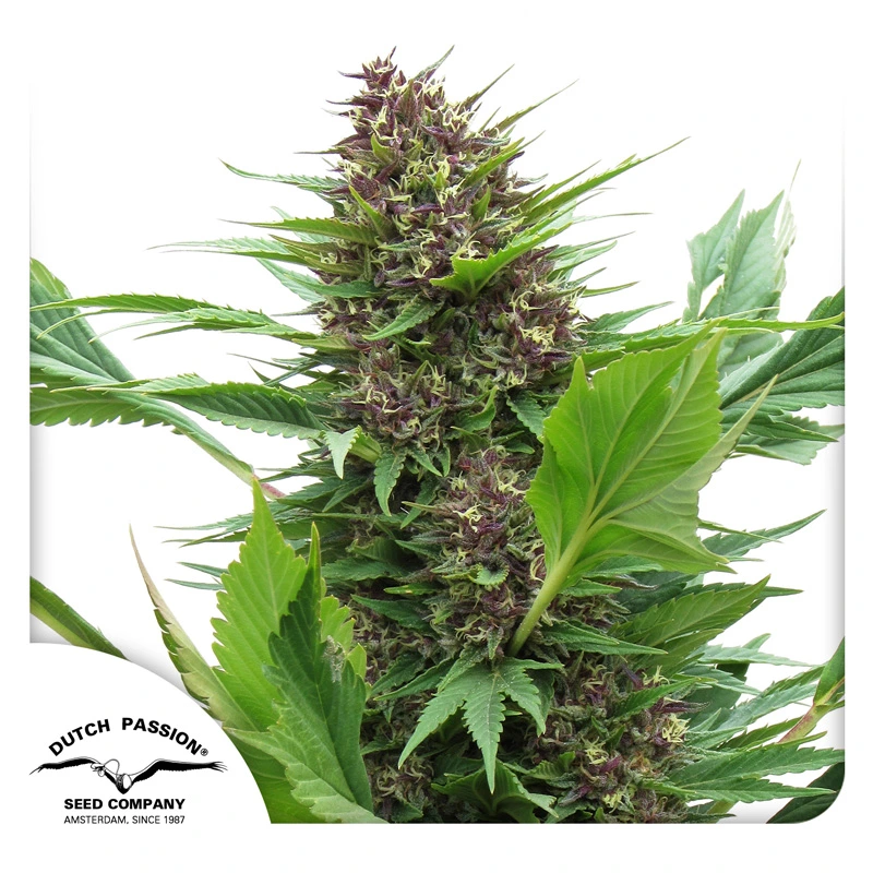 Dutch Passion Cannabiszaden Frisian Duck® Gefeminiseerd