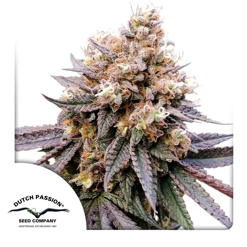 Dutch Passion Cannabiszaden GMO Fast® Gefeminiseerd