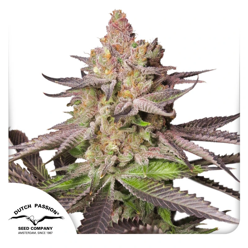 Dutch Passion Cannabiszaden Melonade Runtz® Gefeminiseerd