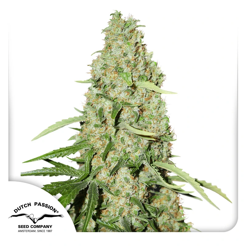 Dutch Passion Cannabiszaden Think Fast® Gefeminiseerd