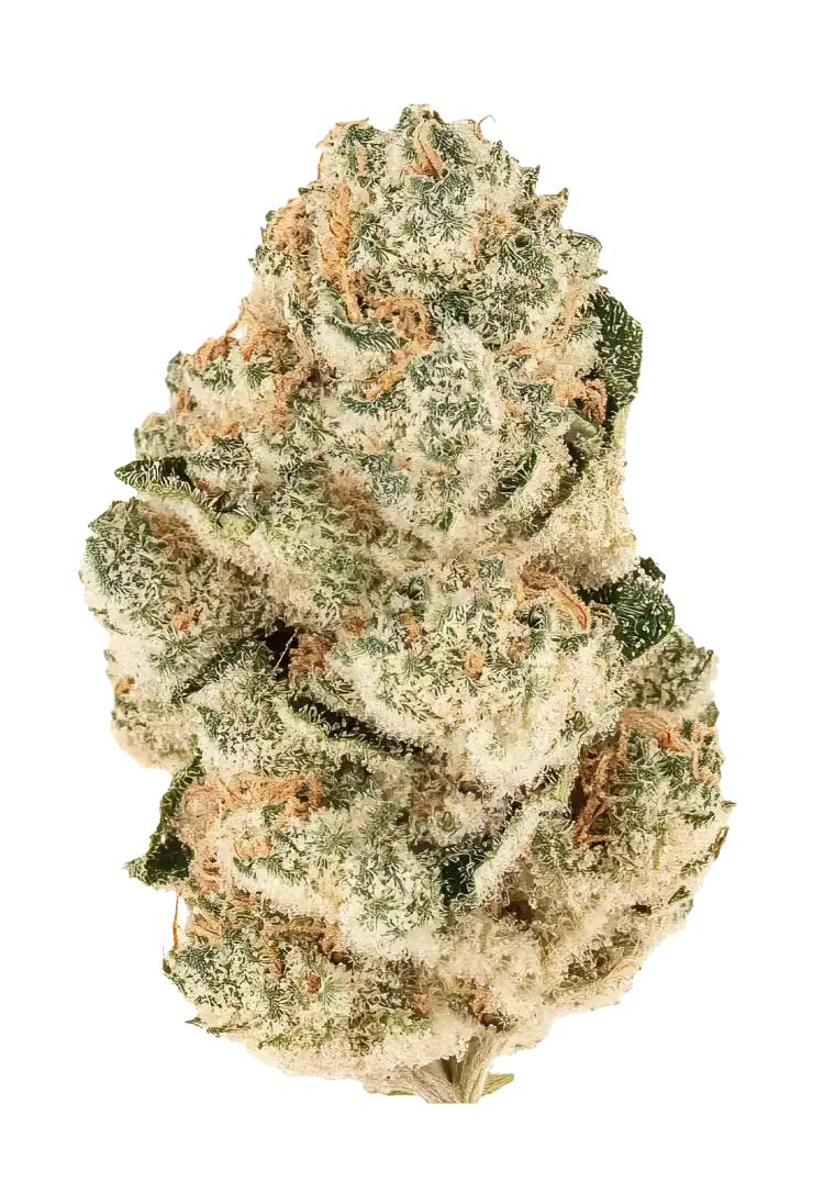 Fast Buds Semienka kanabisu Gorilla Melon Feminizované 1 ks
